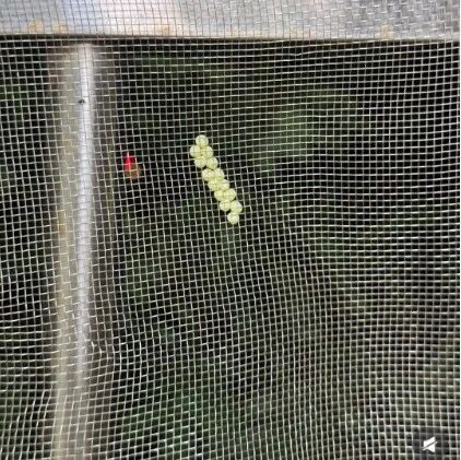 【福安科普】不要摸！“绿色小颗粒”又来了