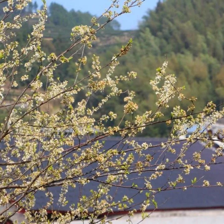 嘿！松罗乡花海已上线