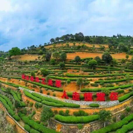 坦洋工夫又飘香
