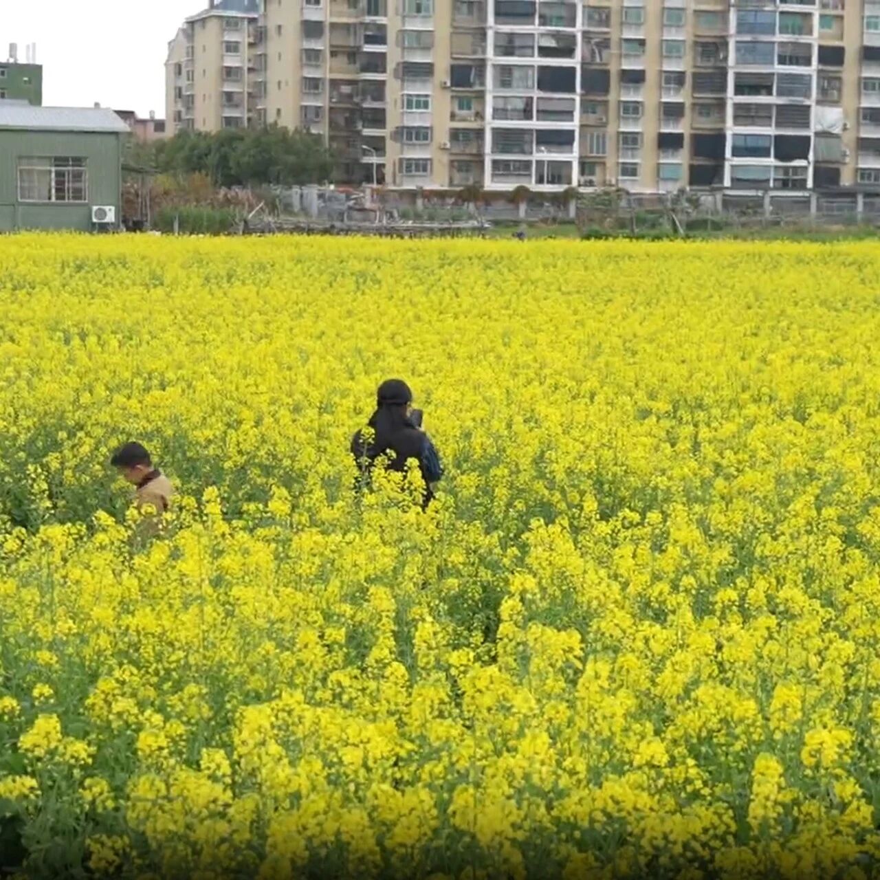 新春走基层 | 甘棠镇：油菜花开满地黄 春日美景引客来