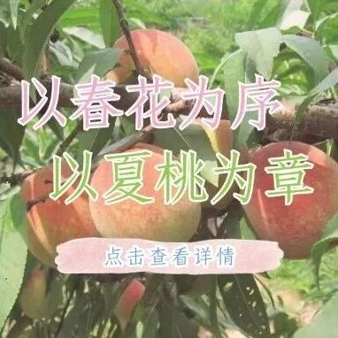 一年一期～穆阳水蜜桃，赏味进入倒计时！