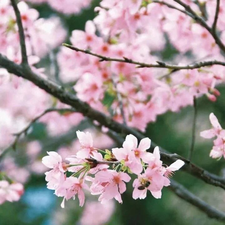 牛城来信：在樱花树下咏春天