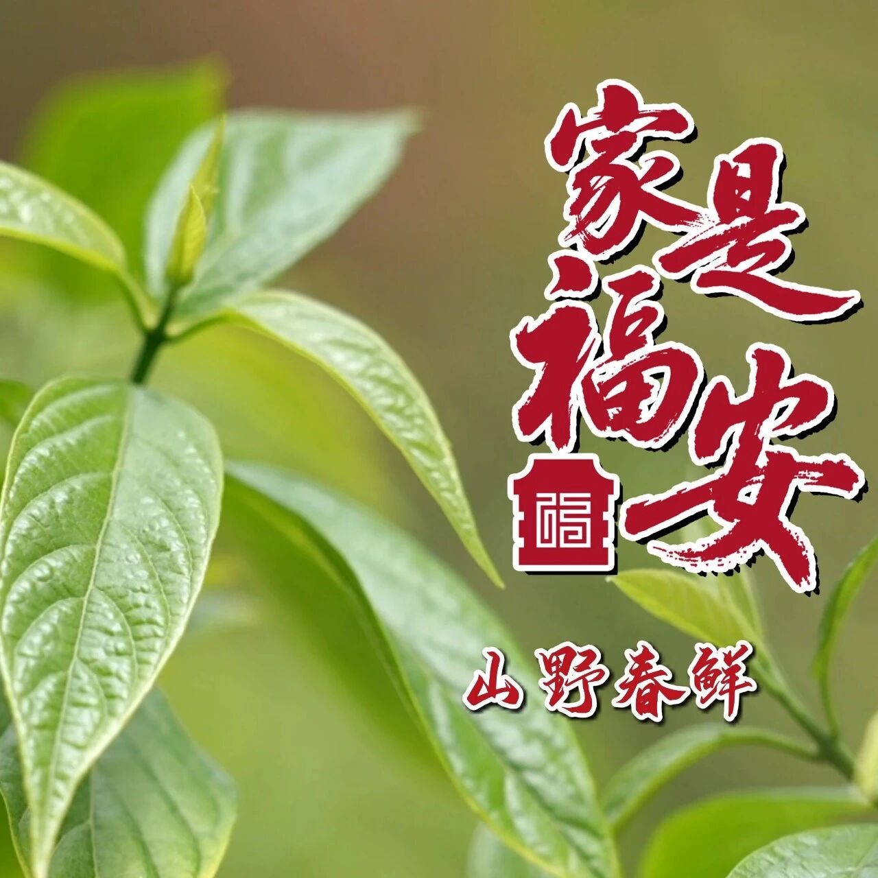 家是福安 | 采茶、挖笋、采草药：福安人山野里的春日限定