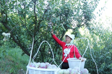 溪柄大华李迎来丰收