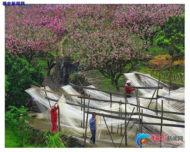 桃花盛开的地方