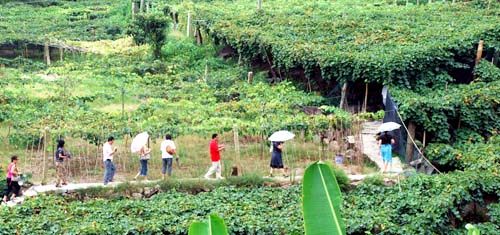 溪塔葡萄沟：畲乡休闲游正逢其时_1