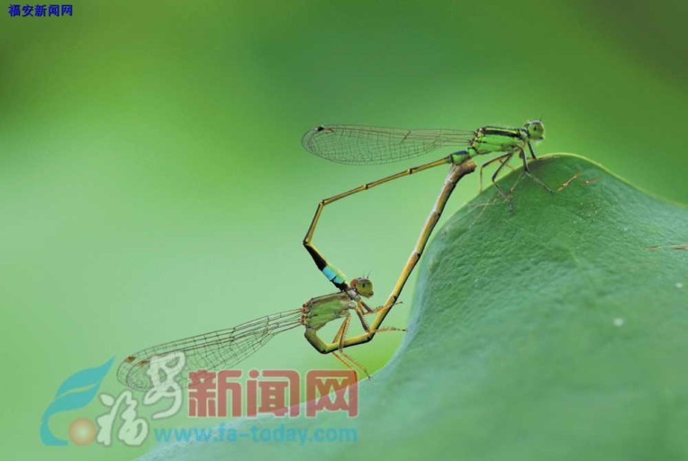 蜻蜓
