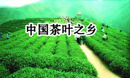 中国茶叶之乡