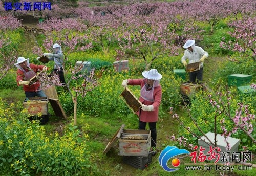 桃红蜂喧